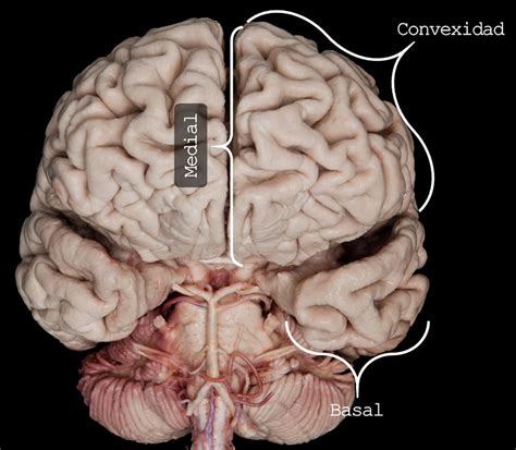 Anatomía Del Cerebro Asociación Educar Para El Desarrollo Humano