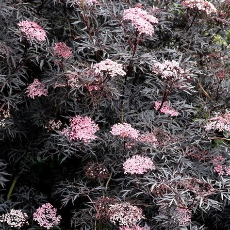 Check spelling or type a new query. Buy black elder (syn. Black Lace) Sambucus nigra f ...