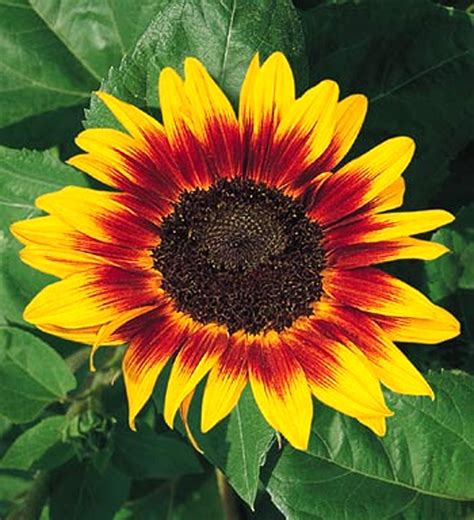 Petal Pick: Sunflowers | Red sunflowers, Flower garden, Sunflowers and daisies