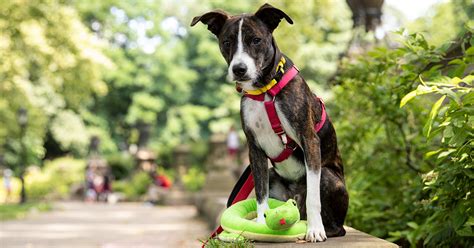 Corn snakes should be kept in a secure enclosure and fed mice regularly. What to Do During a Snake Encounter with Your Pets | ASPCA