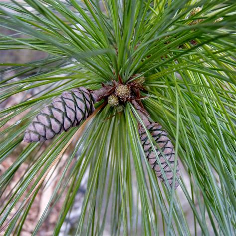 Buy Eastern White Pine Online Privacy Evergreen Bay Gardens