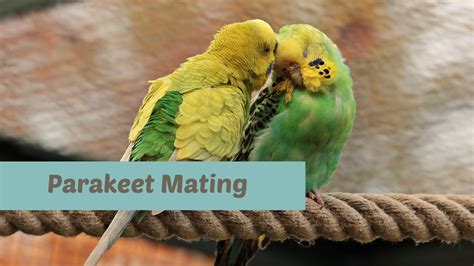 Parakeet Mating 101 Signs Breeding And Eggs