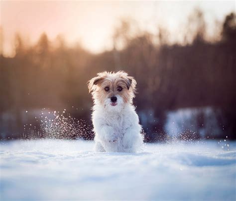Dog Running Snow Animals Winter Wallpapers Hd Desktop And Mobile