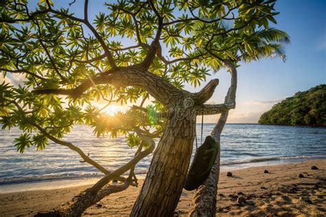 Tree Beach Ocean Sea Coast Picture Image 94536664