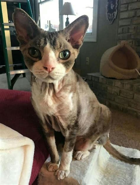 Adopt Yadi On Devon Rex Cats Devon Rex Rex Cat