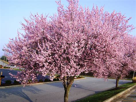 Almost Perfect Landscaping Trees For Bergen County