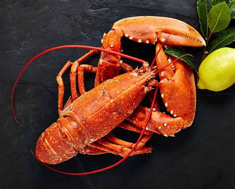 buy cooked medium lobsters hebridean food company