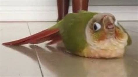 Cutesypooh Funny Parrots Funny Birds Cute Little Animals