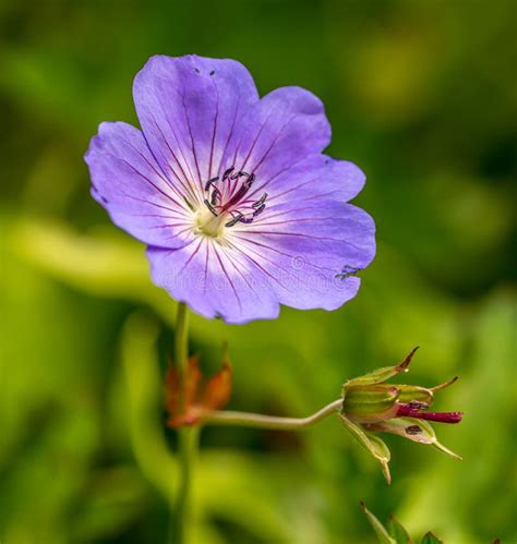 Purple Cranesbill Geranium Flower Macro Stock Photo Image Of Floral