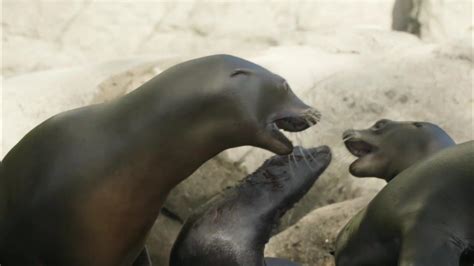 The Zoo S3e1 A Sea Lion Pup Grows Up