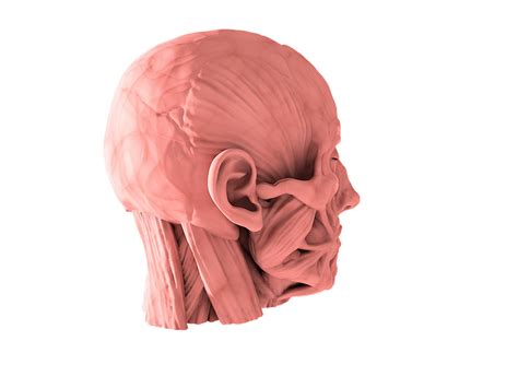 Download Human Head Anatomy Royalty Free Stock Illustration Image Pixabay