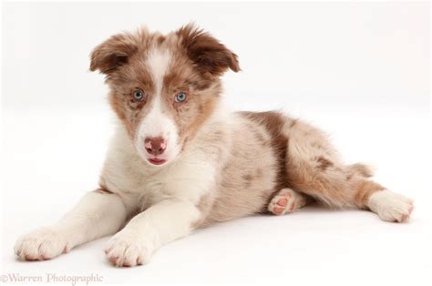 Red Merle Border Collie Puppies Image Bleumoonproductions