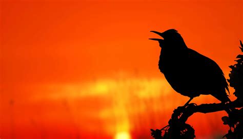 Backlit Dawn Dusk Khao Kho Light Nature Scenic Silhouette Sky