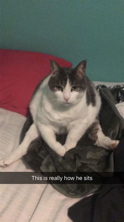 my girlfriends cat insists on sitting like a human r thisiscomfortable