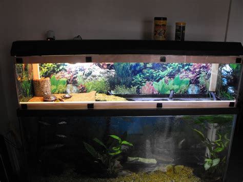 Turtle Tank My 55 Gallon Eastern Painted Turtle Set Up With Homemade