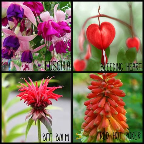 Planting it in full sun or partial shade and moist soil will encourage the best flowering. Flowers to attract hummingbirds | Hummimgbirds and flowers ...