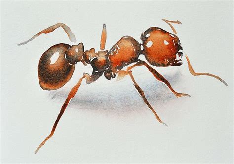 Watercolor Paintings By Carol Carter Art Tutorials Watercolor Ant