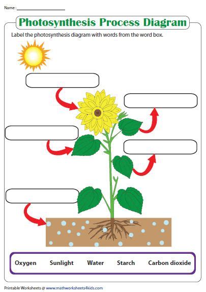 Label The Photosynthesis Diagram Photosynthesis Worksheet