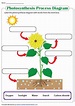 Photosynthesis Worksheets | Photosynthesis worksheet, Photosynthesis ...