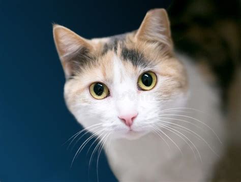 A Calico Domestic Shorthair Cat With Its Left Ear Tipped Stock Image