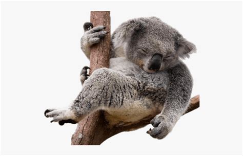 Clip Art Sleeping Koala Koala Png Free Transparent