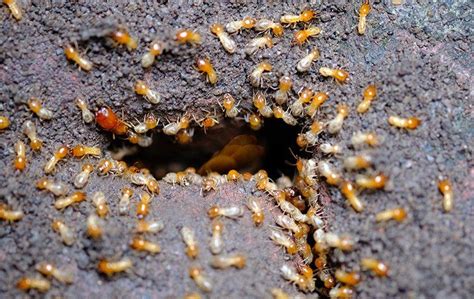What You Can Do To Protect Your Hendersonville Home From Termites