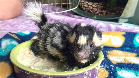 Baby Spotted Skunks Are Rare Find For Florida Animal Rescuer