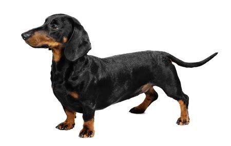 Here's every small dog breed complete with pictures, size and temperaments. Small Dog Breeds | The Smart Dog Guide