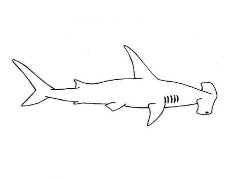 How To Draw A Shark In 9 Easy Steps Artofit