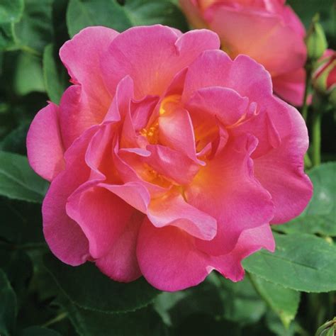 The Herbalist English Shrub Rose David Austin Roses David Austin