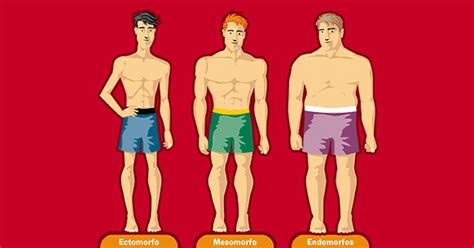 Los 7 Tipos De Cuerpo O Somatotipos ¿cuáles Son