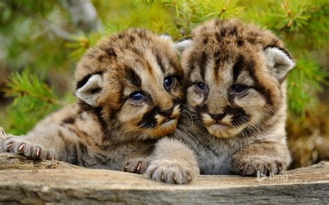 Lovely Mountain Lion Cubs Amazing Photo Of The Day