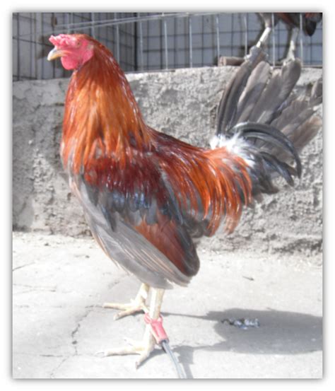 Ji Gallos Gallo Cenizo Miner Blue