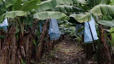 Panama Tr4 Disease Fourth Case Confirmed On Tully Valley Banana Farm