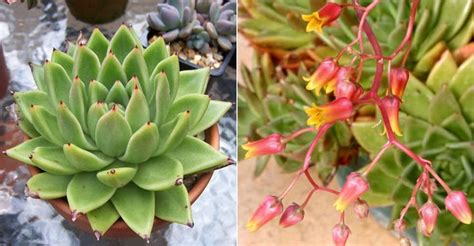 Echeveria Agavoides Molded Wax Agave World Of Succulents