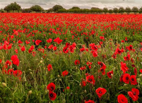 The plants can grow to over 3 feet tall, with leaves of 6 inches, stalks over 8 inches long, and flowers with a diameter of 2 to 3 inches. The Perfect Texas Hill Country Wildflower Day Trip