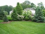 Evergreen Pool Landscaping Pictures