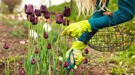 How To Make Cut Flowers Last Longer 11 Pro Tips