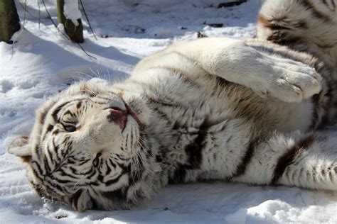 Snow Day At Carolina Tiger Rescue Carolina Tiger Rescue