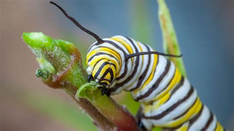 Monarch Caterpillars Head Butt Each Other To Fight For Scarce Food