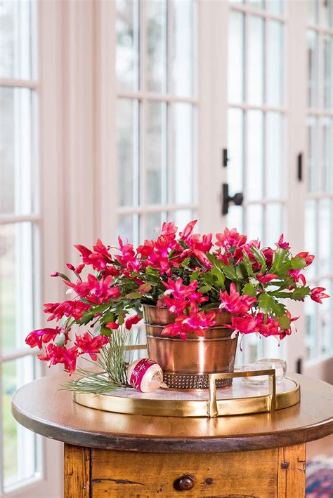 14 Hardy Houseplants That Will Survive The Winter Christmas Cactus