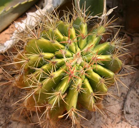 — more than 500 products. Photo of the entire plant of Isla Tiburon Barrel Cactus ...