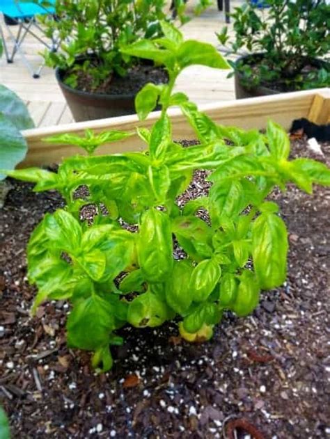 Best Mosquito Repellent 10 Plants That Mosquitoes Hate