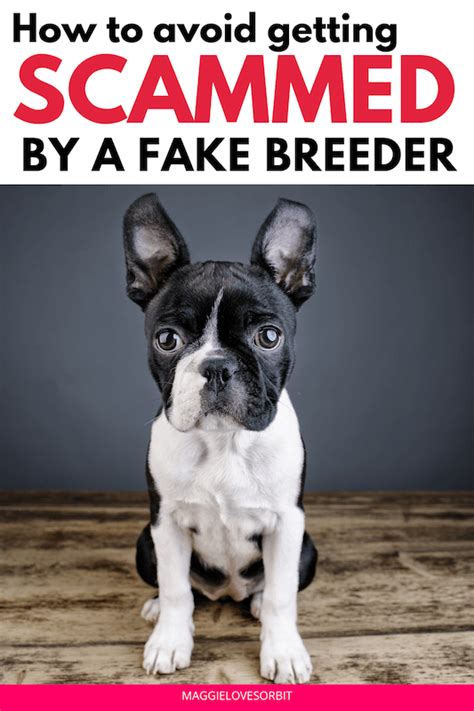 Dont Get Scammed By A Boston Terrier Breeder Near Me Boston Terrier