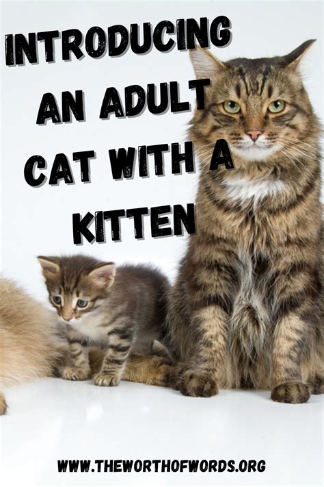 How To Introduce An Adult Cat To A New Kitten The Worth Of Words A