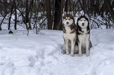 Two Dogs Sitting On Snow Siberian Husky Dogs In Winter Forest Stock