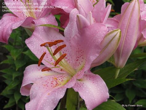 Plantfiles Pictures Oriental Lily Josephine Lilium By Lilytreeguy