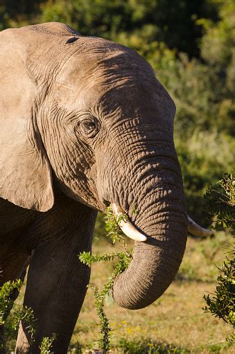 Elephant Closeup Tusk Proboscis Addo Elephants Park South Africa Stock