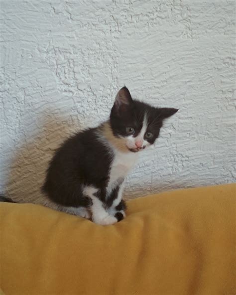 adorable chaton femelle à adopter Var 83 GRATUIT sur Animoz net