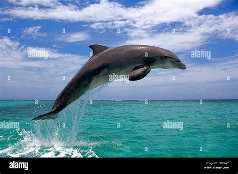 Bottlenose Dolphin Tursiops Truncatus Adult Jumping Out Of The Sea